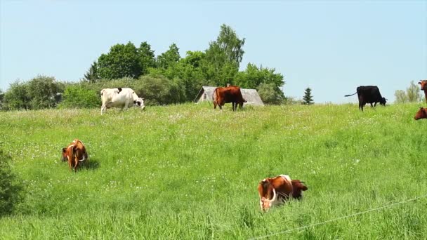 Krávy — Stock video