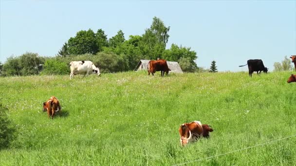 Vacas — Vídeos de Stock