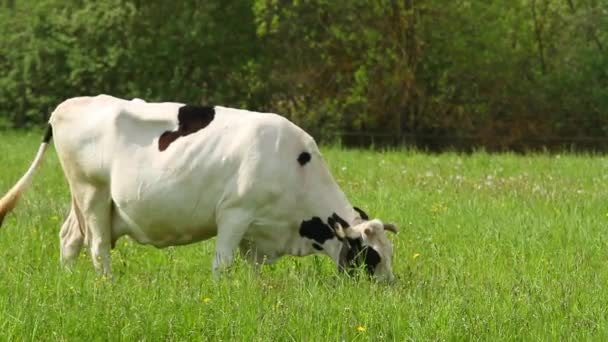 Vacas — Vídeos de Stock