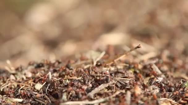 fourmis