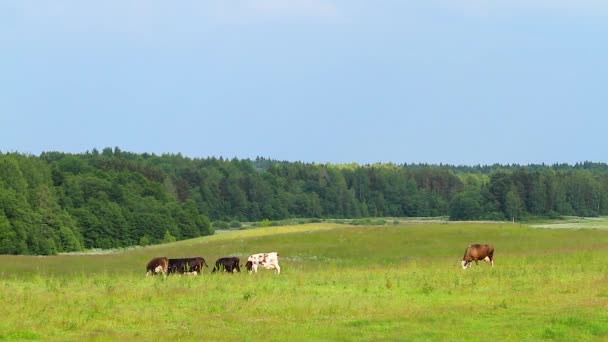 Vacas — Vídeo de stock