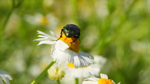 Beetle on daisy — Stock Video