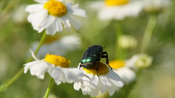 Beetle on daisy — Stock Video