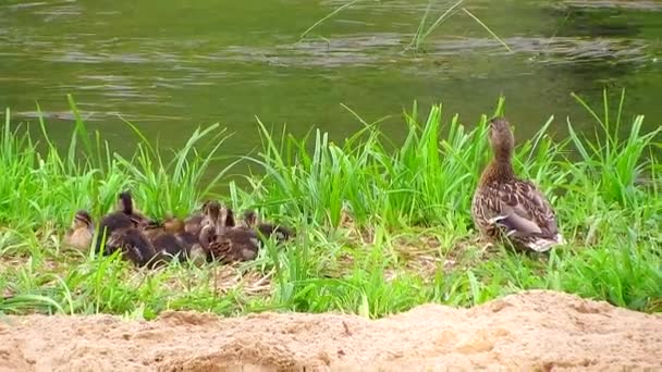 Matka kaczka z ducklings — Wideo stockowe