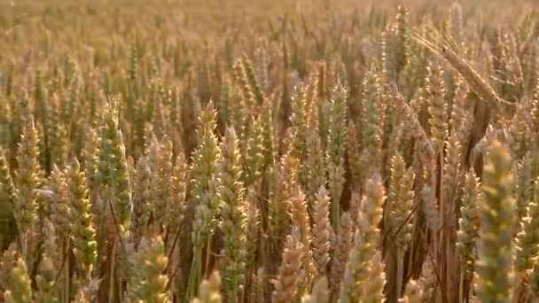Пшеница, ползунок — стоковое видео