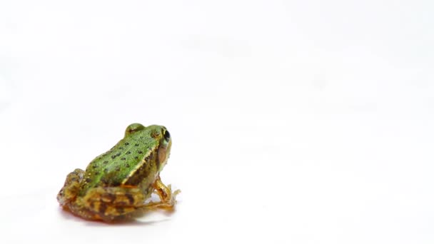 Frog on a white — Stock Video