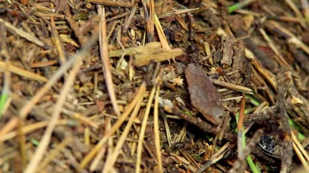 Mravenci v mraveništi — Stock video