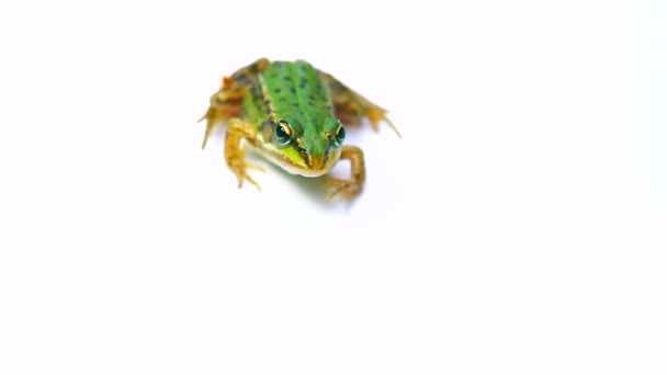 Żaba na biały — Wideo stockowe