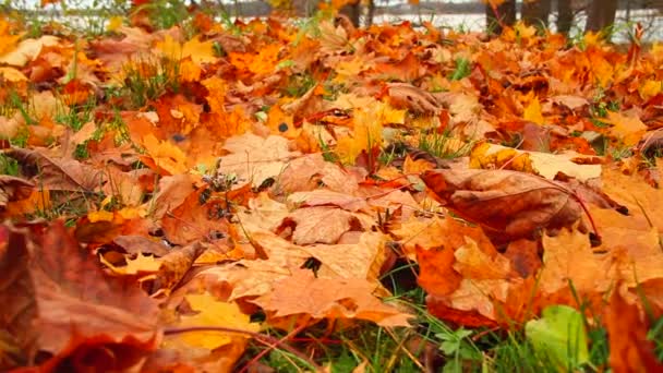 Autumn leaves of grass, slider — Stock Video