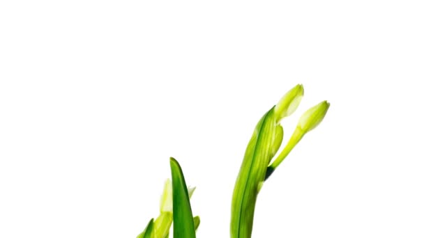 Narciso branco floresce, lapso de tempo — Vídeo de Stock