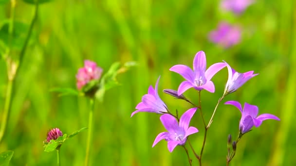 Flores púrpuras — Vídeos de Stock