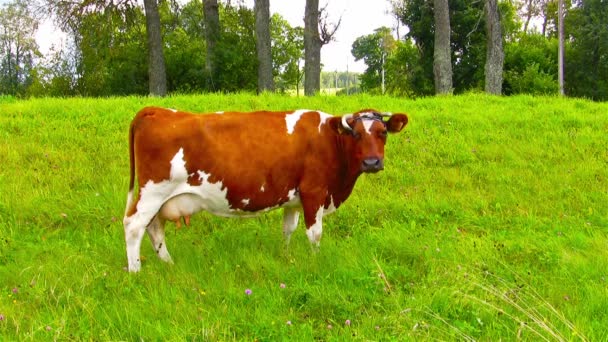 Cows in a meadow — Stock Video