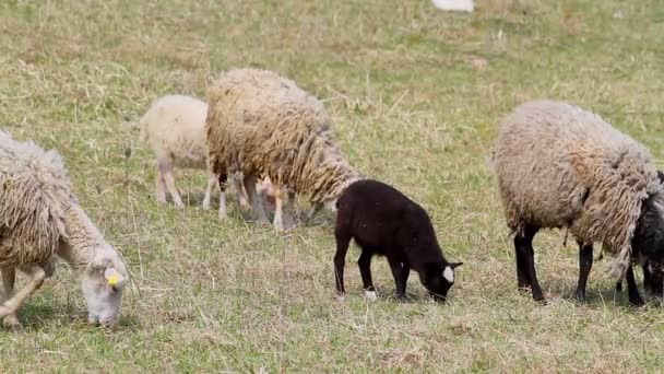 Moutons dans les pâturages — Video