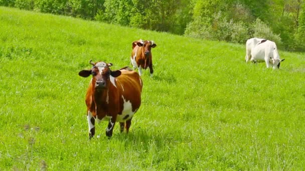 Krowy na łące — Wideo stockowe