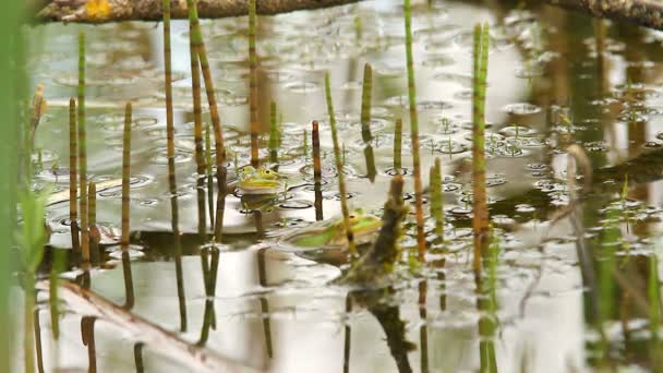 Frog in pond — Stock Video