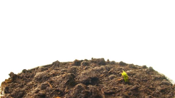 growing pea sprouts, tilt time-lapse