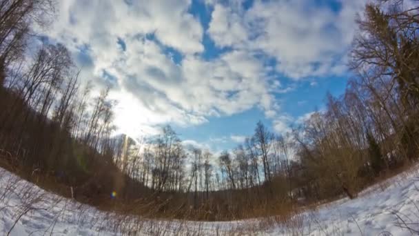 Floresta de inverno, timelapse — Vídeo de Stock