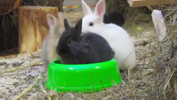 Young rabbits — Stock Video