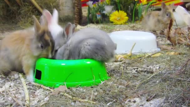 Junge Kaninchen — Stockvideo