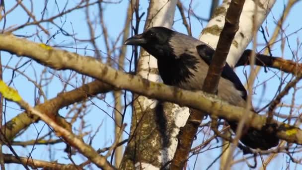 Crow sitting on a branch — Stock Video