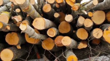 kesilen ağaçlar, kaymak çekim