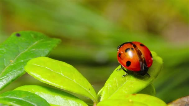 Ladybug takes off from the leaf — Stock Video