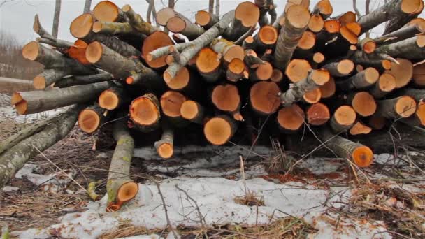 Felled trees, shooting slider — Stock Video