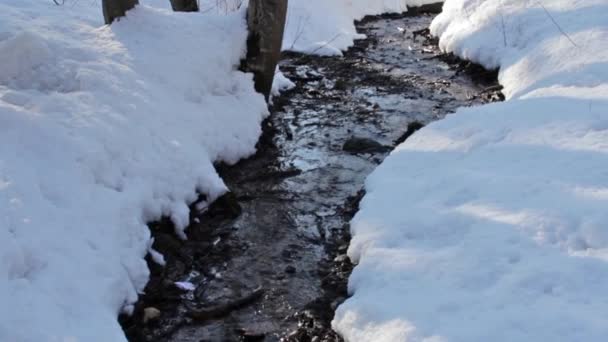 Foresta torrente, inverno — Video Stock