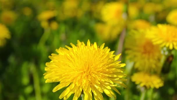 Paardebloemen, schieten schuif, macro — Stockvideo