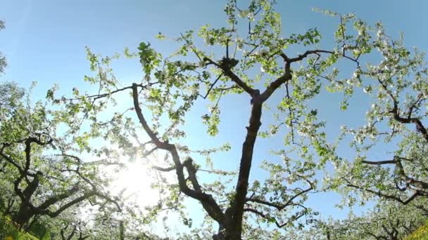 開花のリンゴの果樹園、スライダーを撮影 — ストック動画