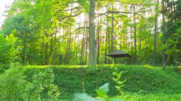 Forêt printanière, prise de vue avec grue, temporisation — Video