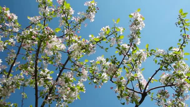 Bloeiende appelboomgaard, schieten schuifregelaar — Stockvideo