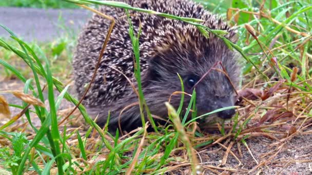 Igel im Gras — Stockvideo