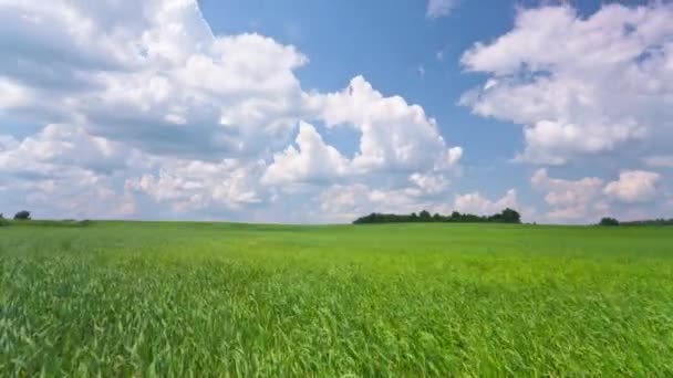 Groen veld, time-lapse met kraan — Stockvideo