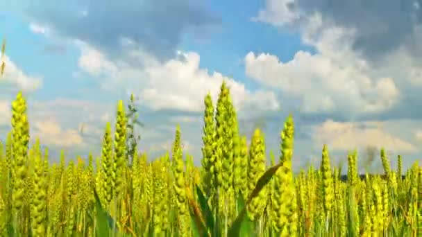 Campo de trigo, lapso de tiempo con grúa — Vídeo de stock