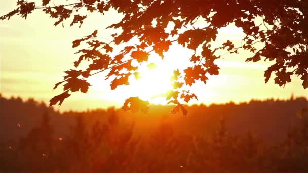 Ahornblätter im Hintergrund bei Sonnenuntergang