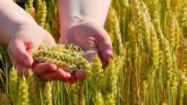 Уши пшеницы в руках — стоковое видео