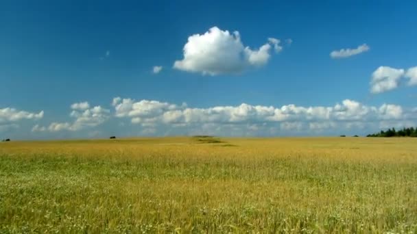 Campo de centeio, lapso de tempo — Vídeo de Stock