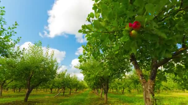 Huerto de manzanas con manzanas maduras, timelapse — Vídeo de stock