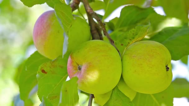 Ripe apples on a branch — Stock Video