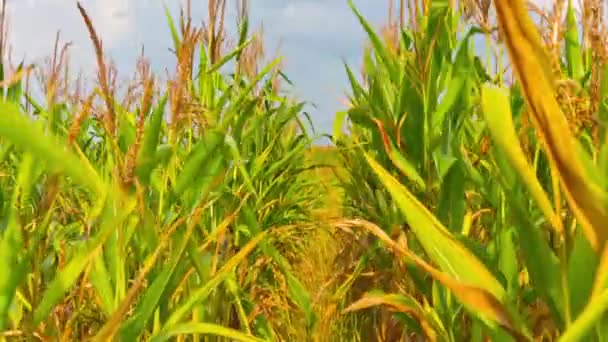 Campo de milho, time-lapse com guindaste — Vídeo de Stock