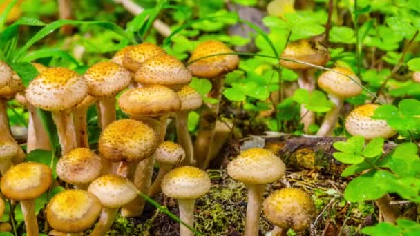 lesní houby