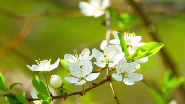 Blossoming apple — Stock Video