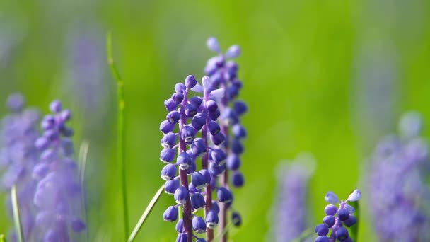 Flores azules campanula — Vídeo de stock