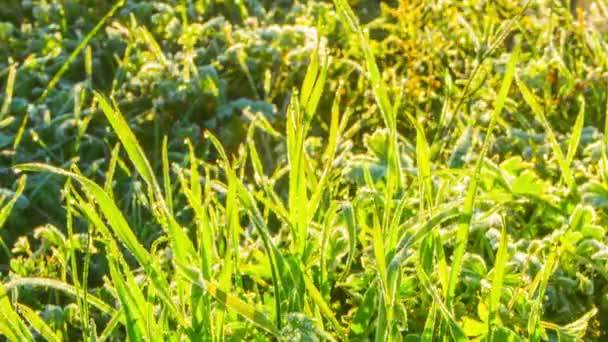 Замороженная трава, макро хронометраж — стоковое видео