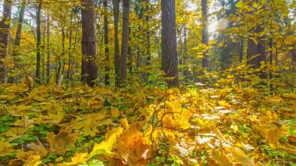 Bosque de otoño, panorama timelapse — Vídeos de Stock