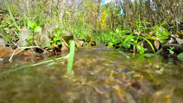 Forest stream — Stock Video