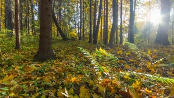 Jesień las, timelapse panorama — Wideo stockowe