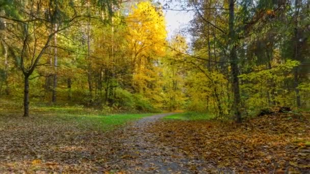 Floresta de outono, panorama da timelapse — Vídeo de Stock