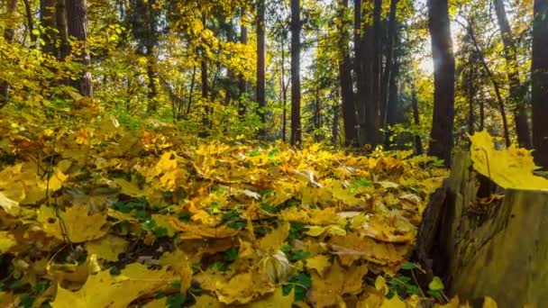 Осенний лес, временная панорама — стоковое видео